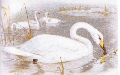Whooper Swan by Archibald Thorburn